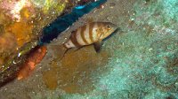 170 Serran hépate (Serranus hepatus)